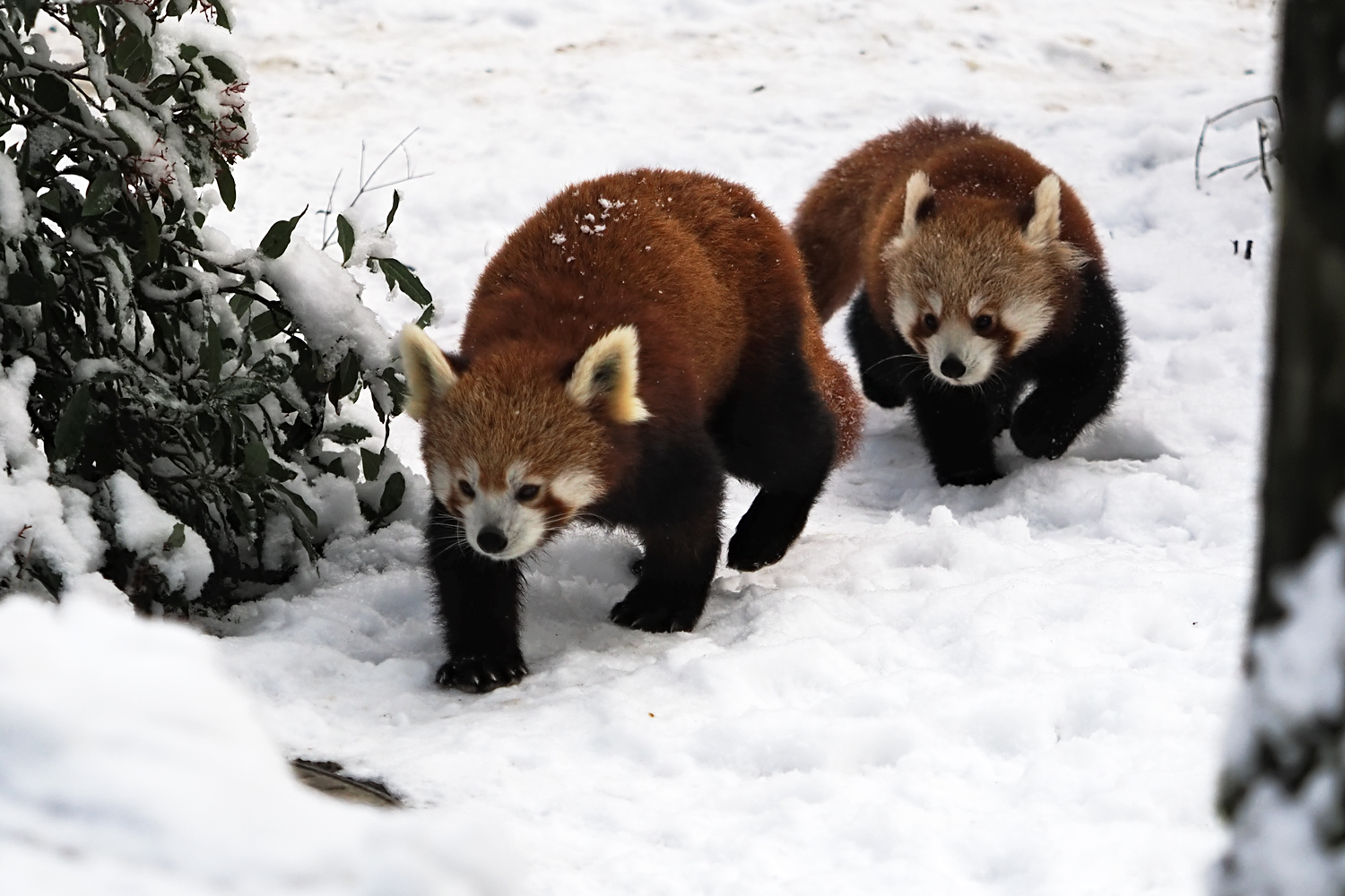 Rote Pandas III