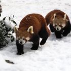 Rote Pandas III