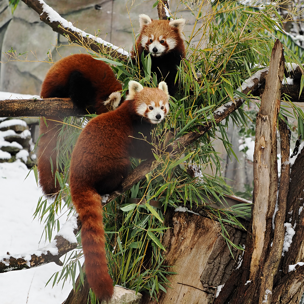 Rote Pandas V