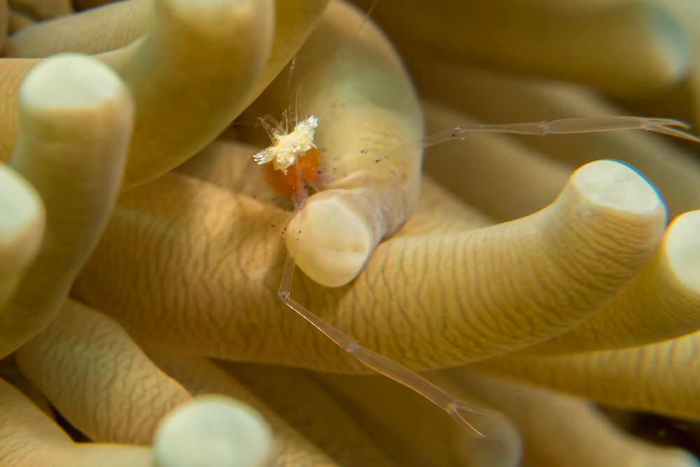 rote Partnergarnele in Anemone