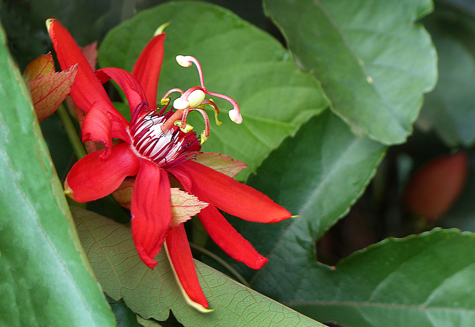 Rote Passionsblume