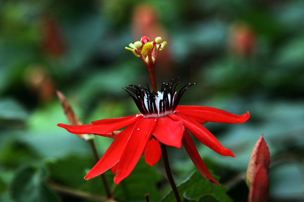 Rote Passionsblume