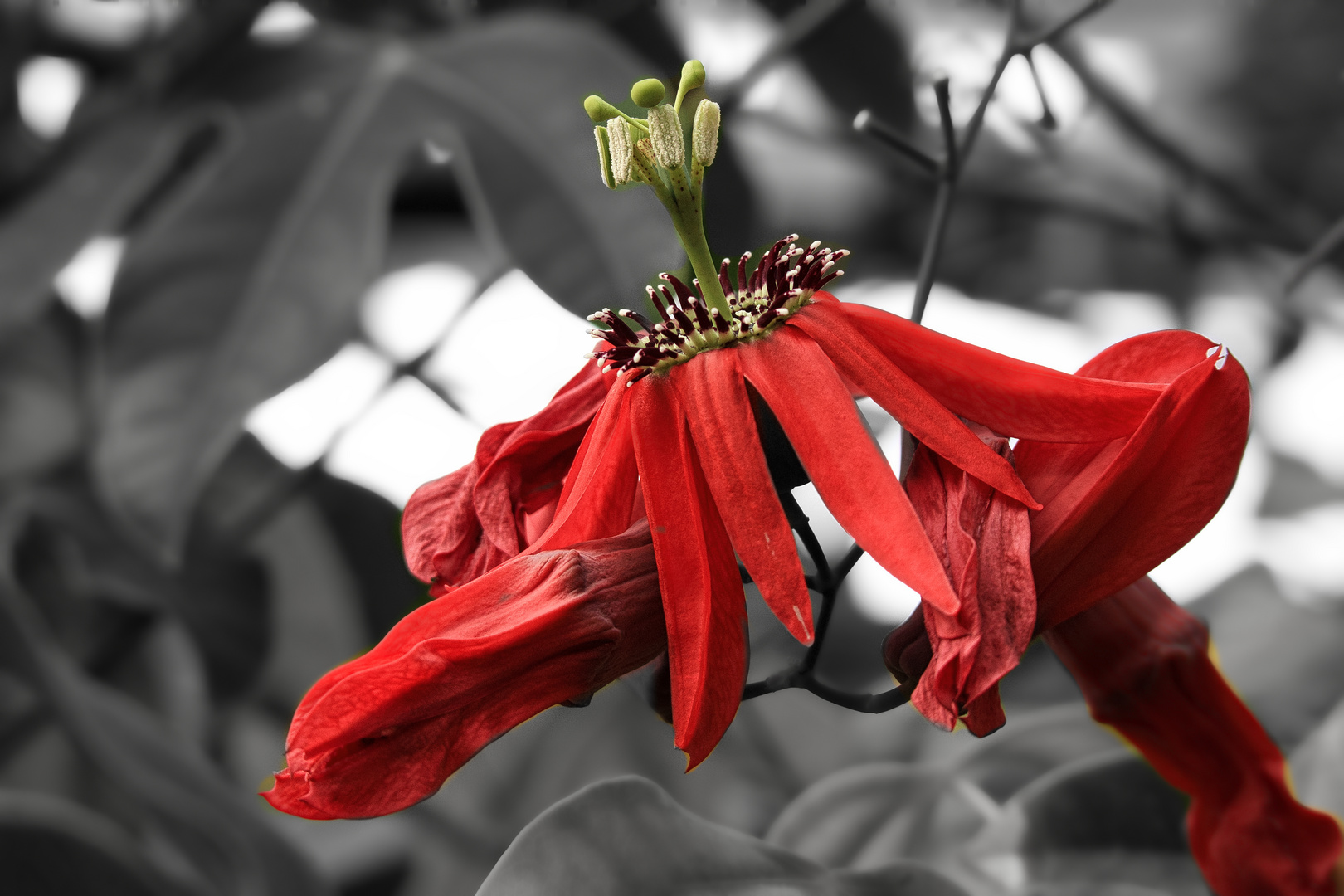 Rote Passionsblume