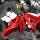 Rote Passionsblume