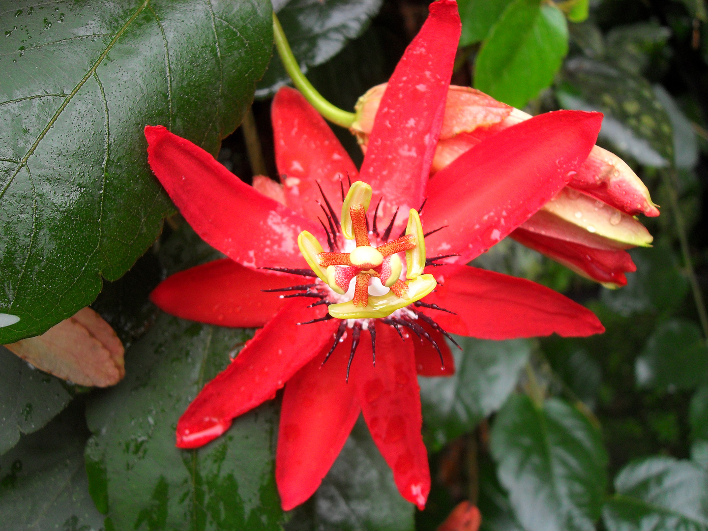 Rote Passionsblume aus Indonesien