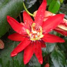 Rote Passionsblume aus Indonesien