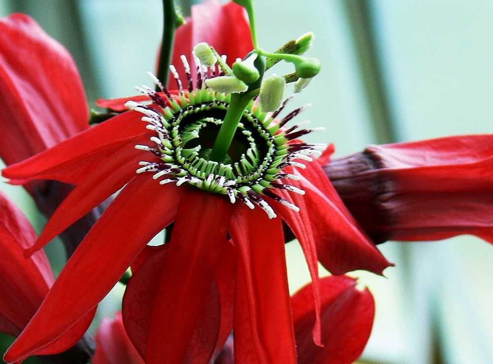 rote Passionsblume (Passiflora racemosa)