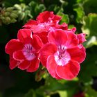 Rote Pelargonie