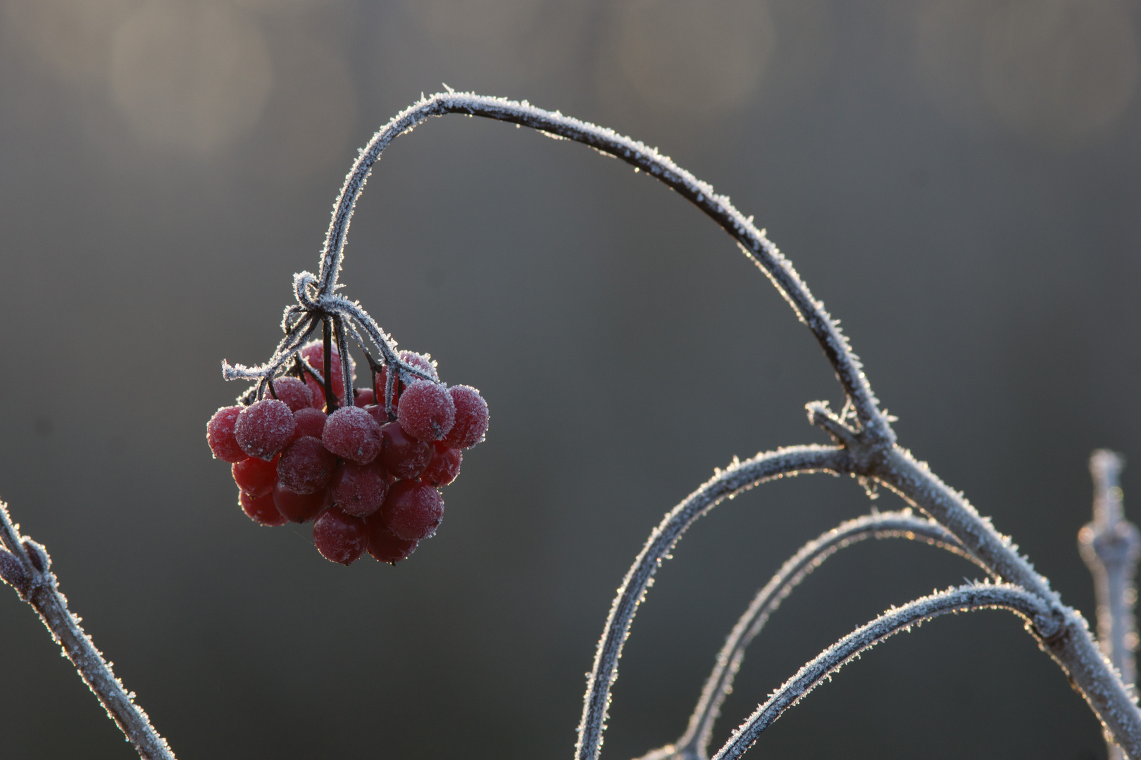 rote Perlen im Raureif