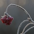 rote Perlen im Raureif