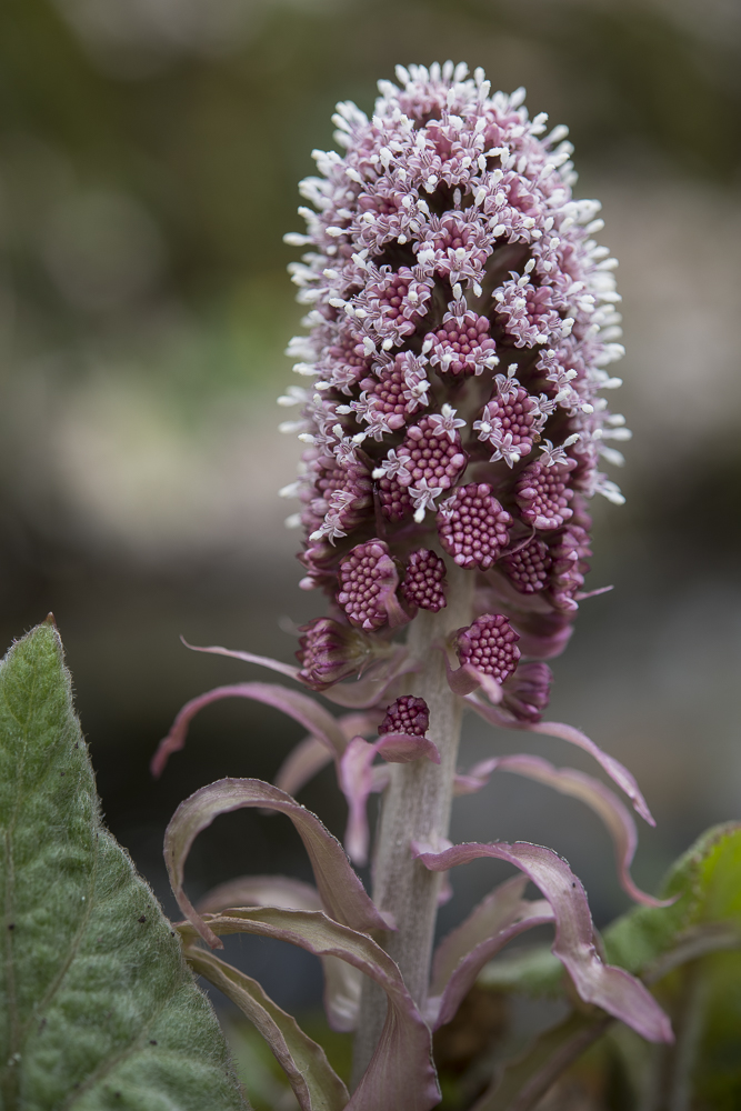 Rote Pestwurz (Petasites hybridus)