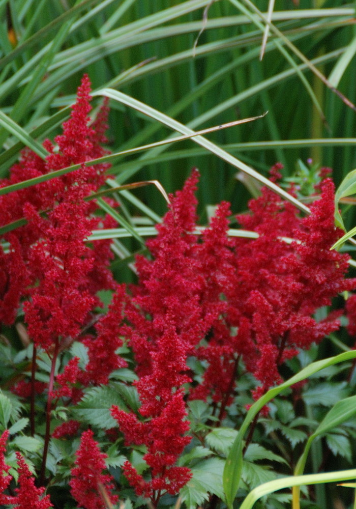 rote Pflänzchen