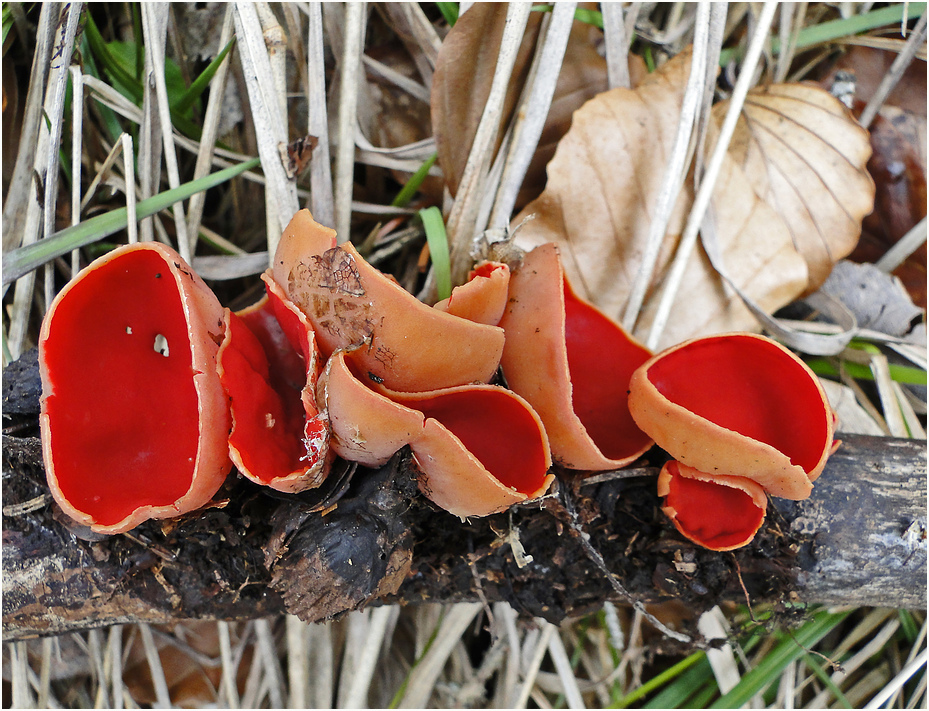 rote Pilze Foto & Bild pflanzen, pilze & flechten, pilze & flechten, natur Bilder auf