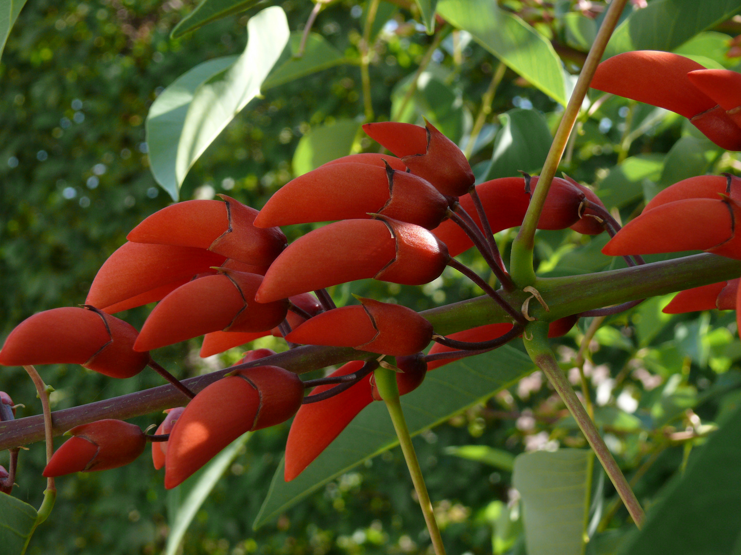 Rote Pracht - noch geschlossene Blüten des Korallenstrauchs