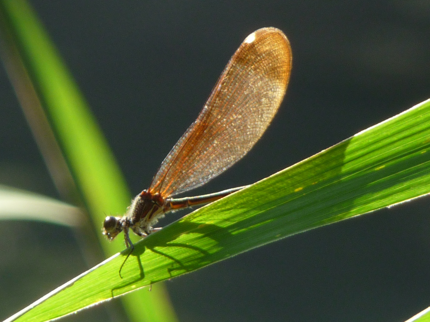 Rote Prachtlibelle (Weibchen)