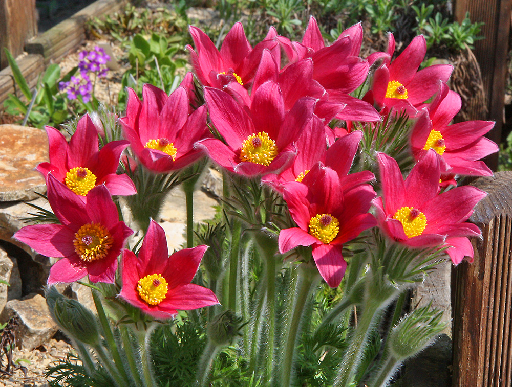 Rote Pulsatilla vulgaris mit 18 offenen Blüten gleichzeitig und über ...