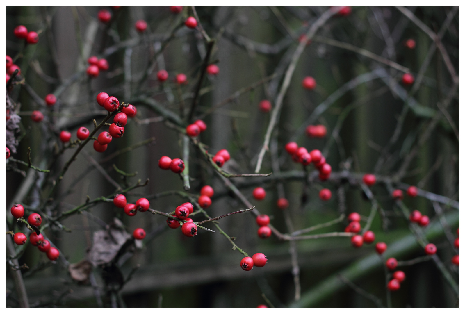 Rote Punkte