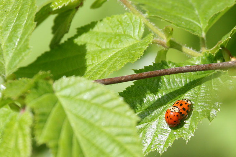 Rote Punkte auf Grün