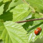 Rote Punkte auf Grün