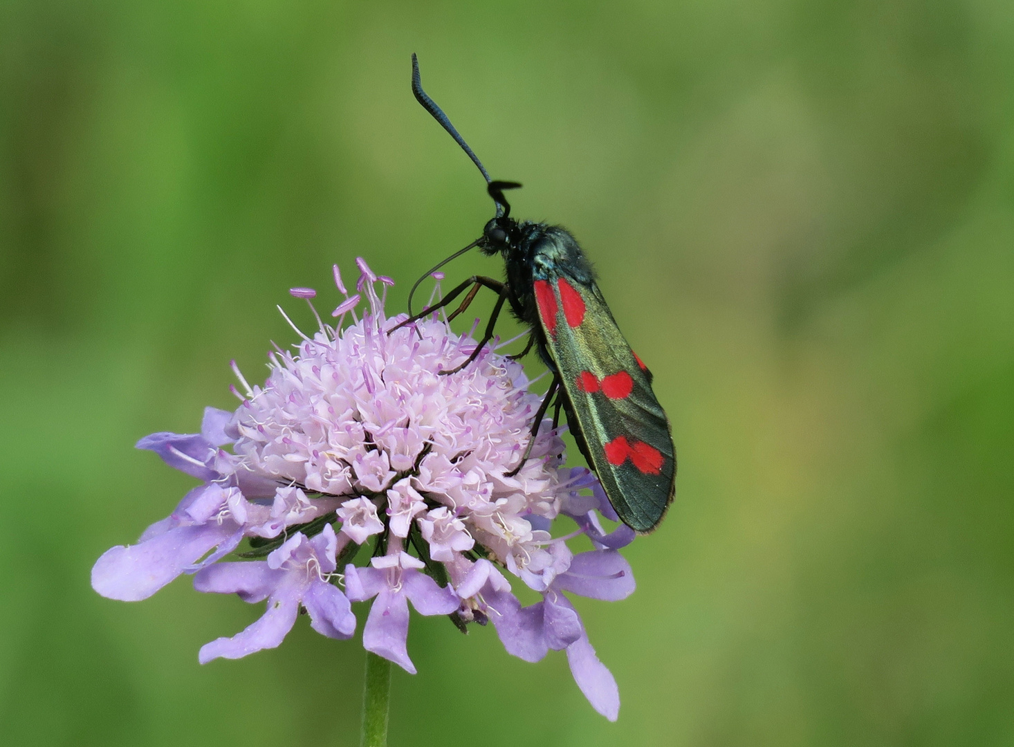 rote Punkte