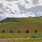 rote Punkte im Weinberg