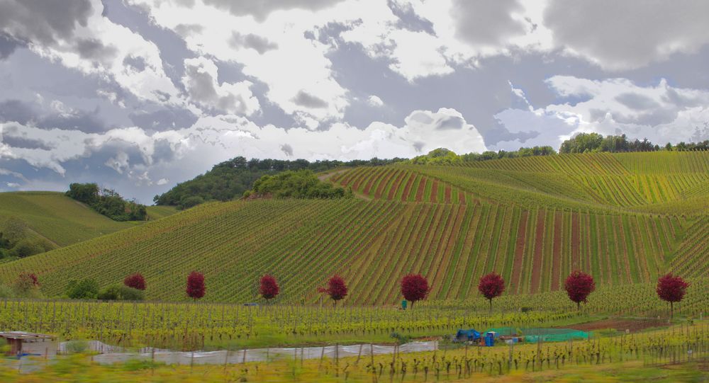 rote Punkte im Weinberg