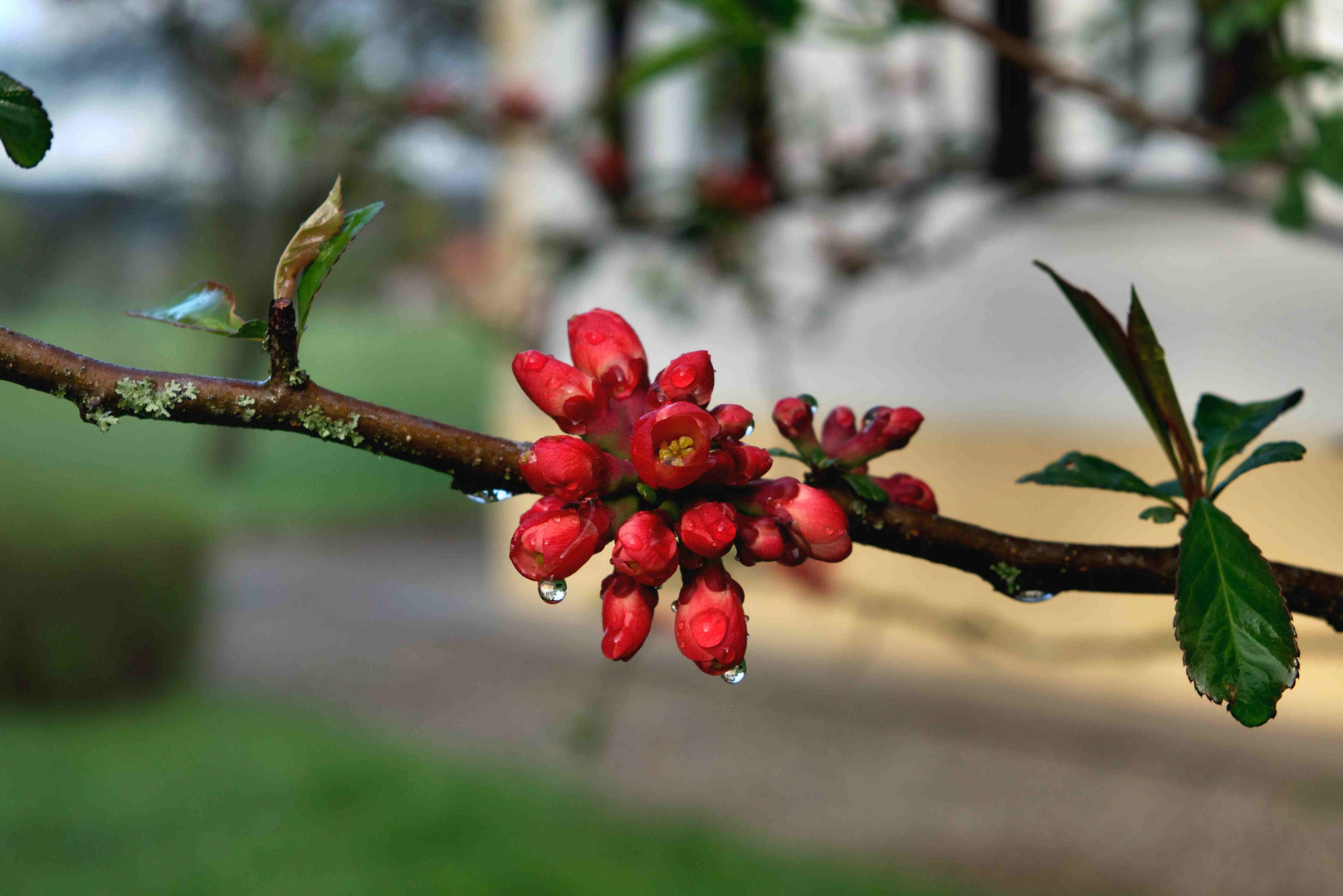 Rote Quitten Blüte  oder wenn sich das Motiv versteckt.