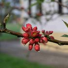 Rote Quitten stellen alles auf den Kopf