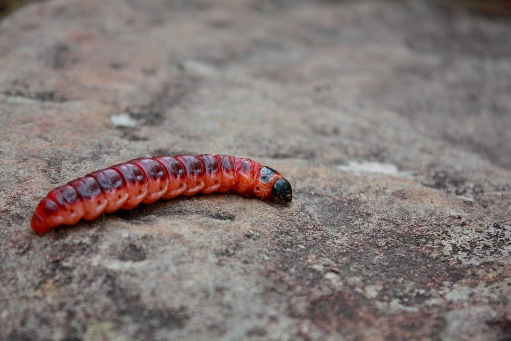 Rote Raupe Foto & Bild | tiere, wildlife, insekten Bilder auf fotocommunity