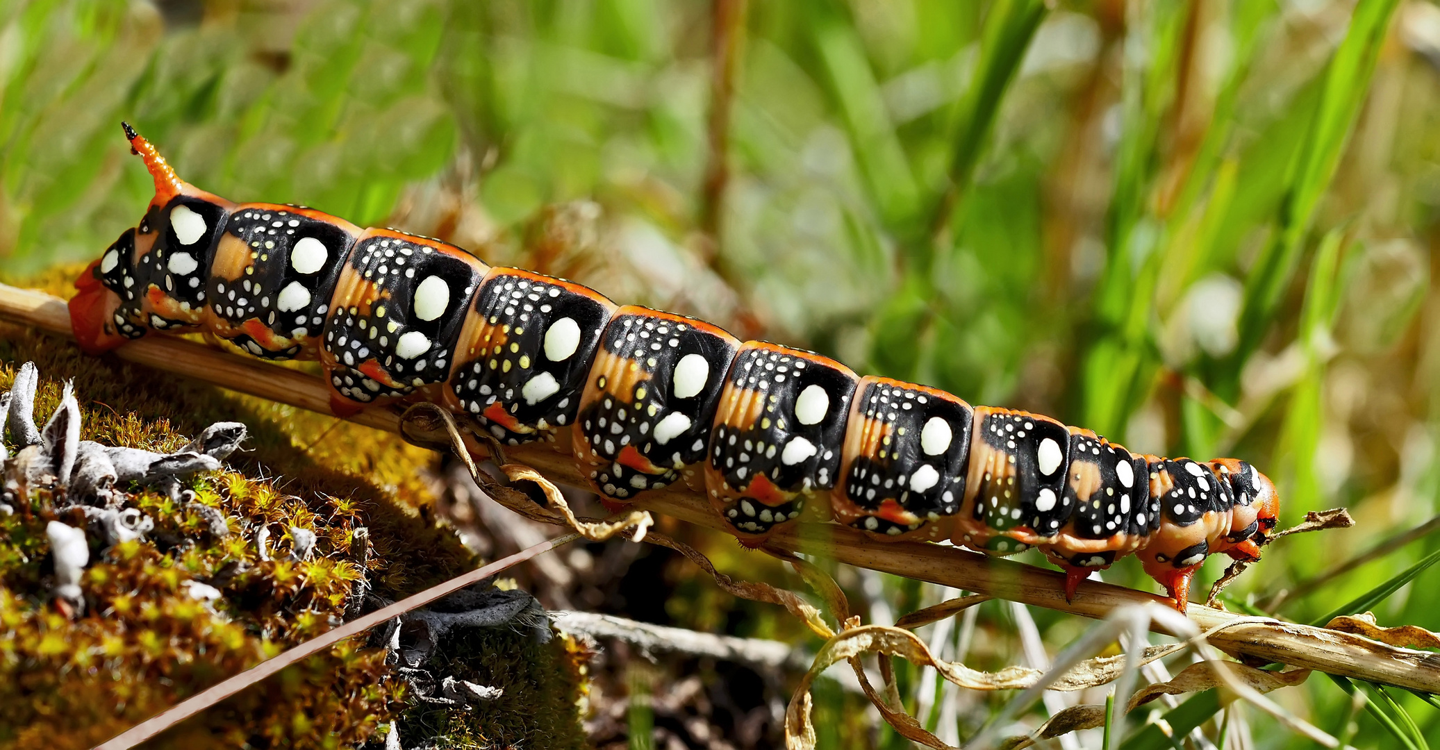 Rote Raupe vom Wolfsmilchschwärmer (Hyles euphorbiae) - Chenille du Sphinx de l'Euphorbe. (Photo 4)