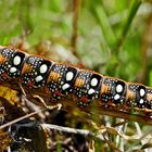 Rote Raupe vom Wolfsmilchschwärmer (Hyles euphorbiae) - Chenille du Sphinx de l'Euphorbe. (Photo 4)