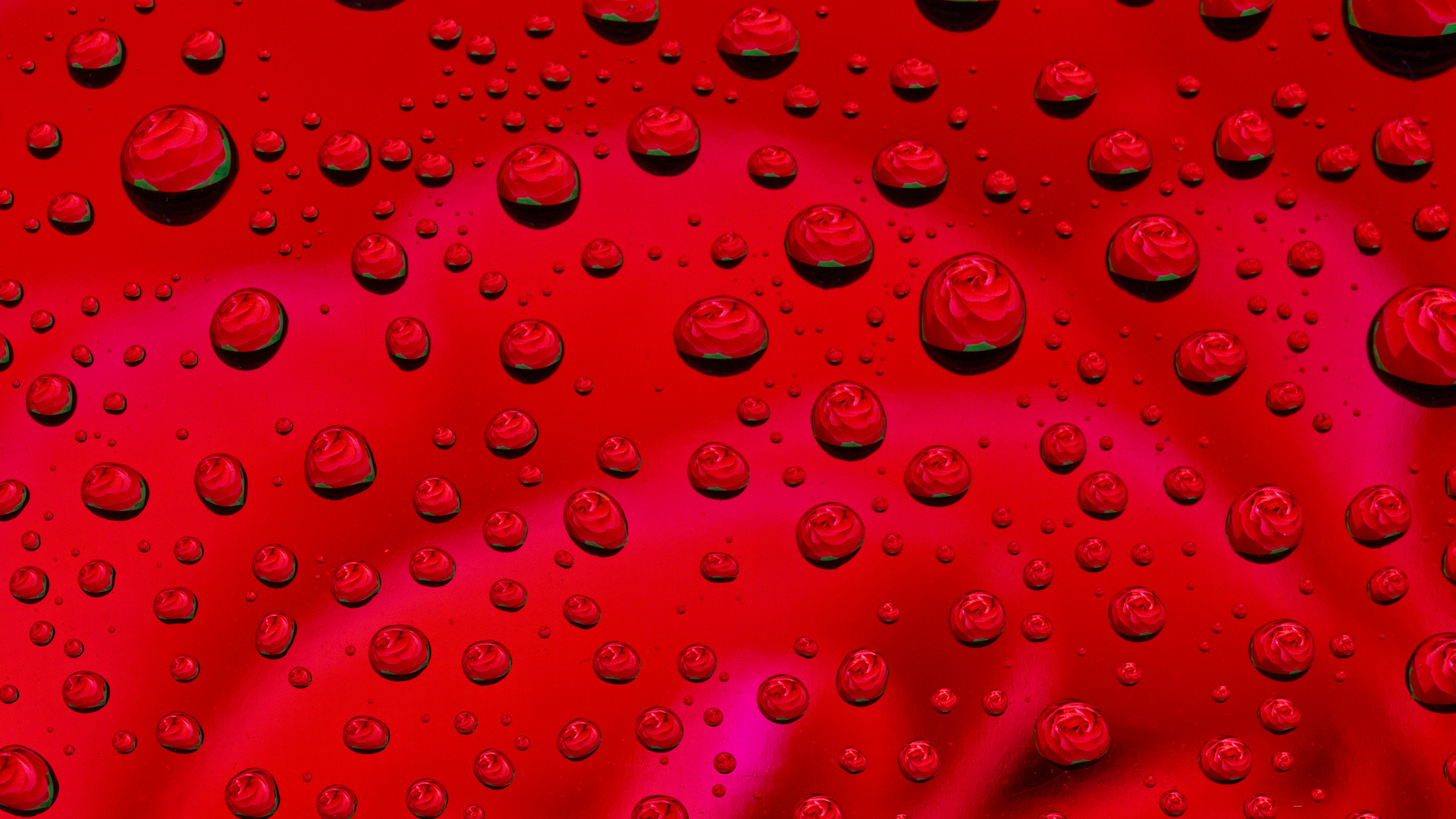 *** Rote Regen Rosen ***