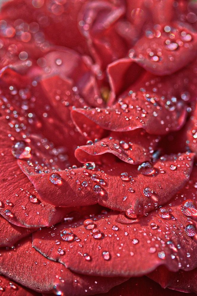 Rote Regen Rosen Schönheit