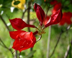 rote Rhododendrenblüte