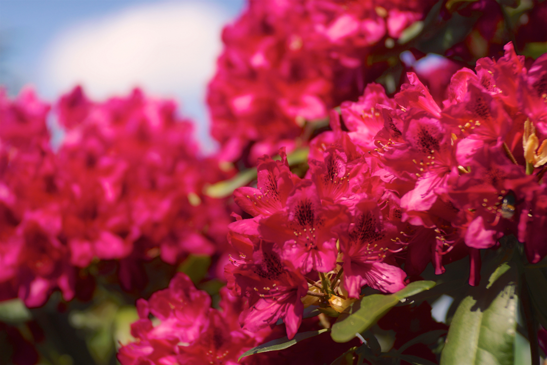 Rote Rhododendron feuern ihr Rot in den Sonnenschein.