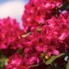 Rote Rhododendron feuern ihr Rot in den Sonnenschein.