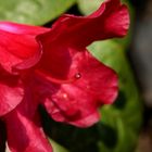 rote Rhododendronblüte