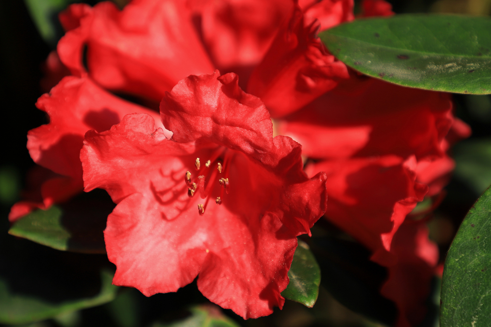 rote rhododendronblüte
