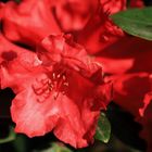 rote rhododendronblüte