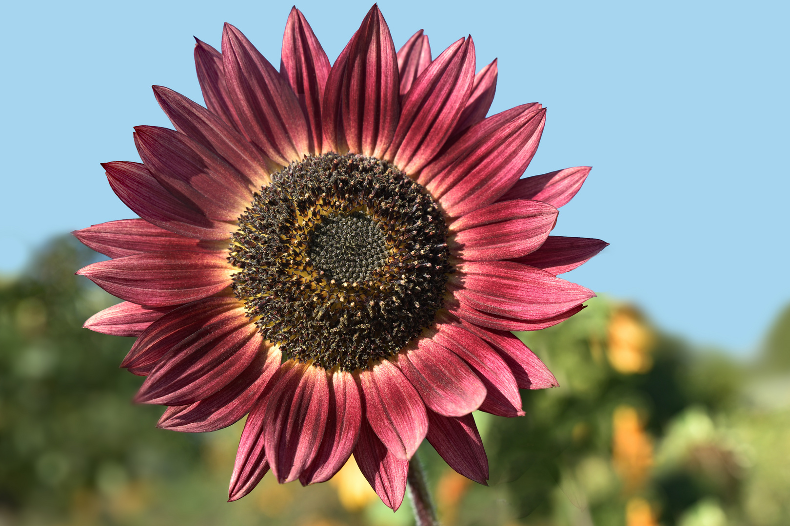 Rote RiesenSonnenblume Foto & Bild pflanzen, pilze & flechten