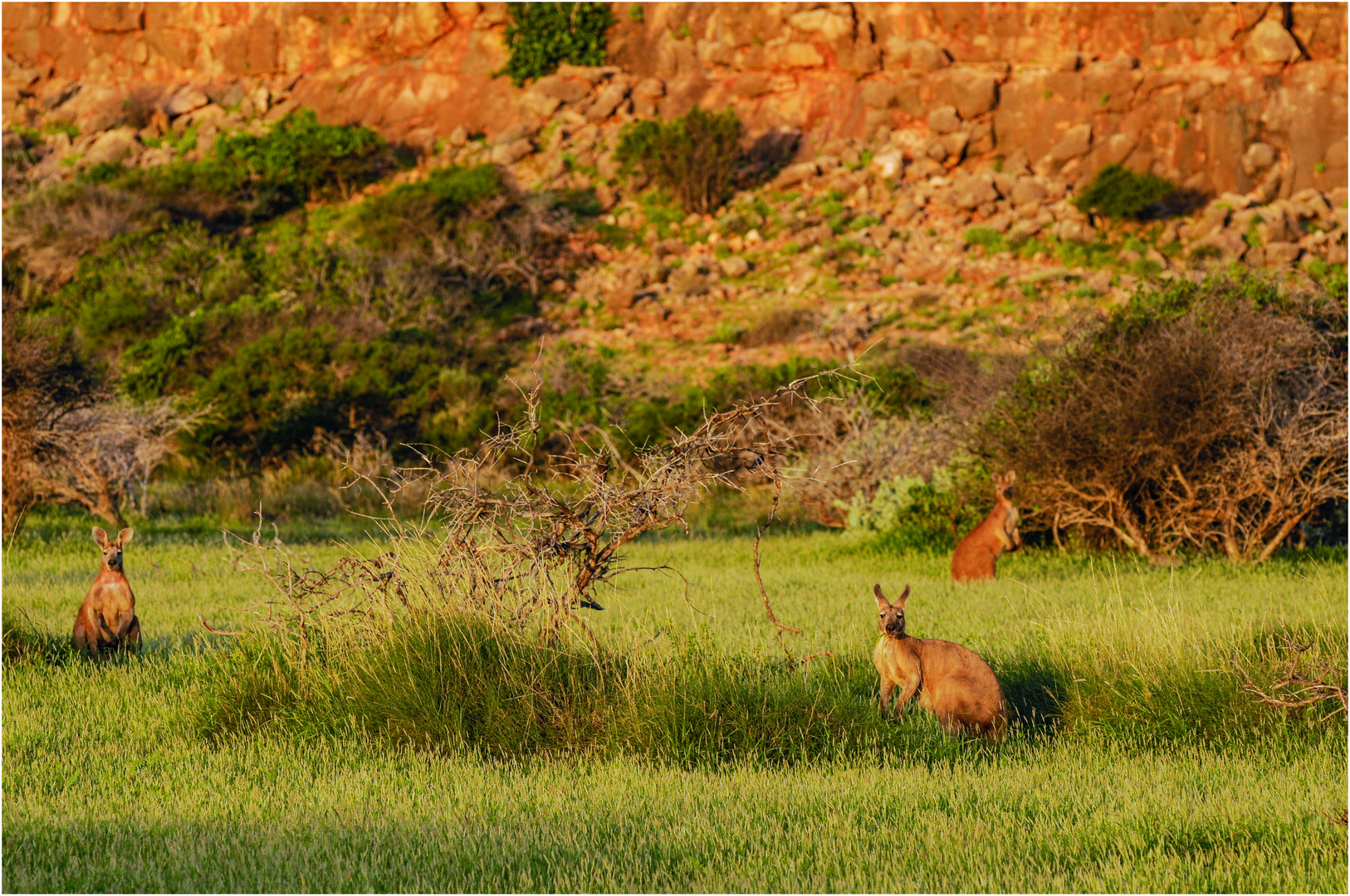 "Rote Riesen" - Westaustralien, 2008