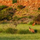 "Rote Riesen" - Westaustralien, 2008