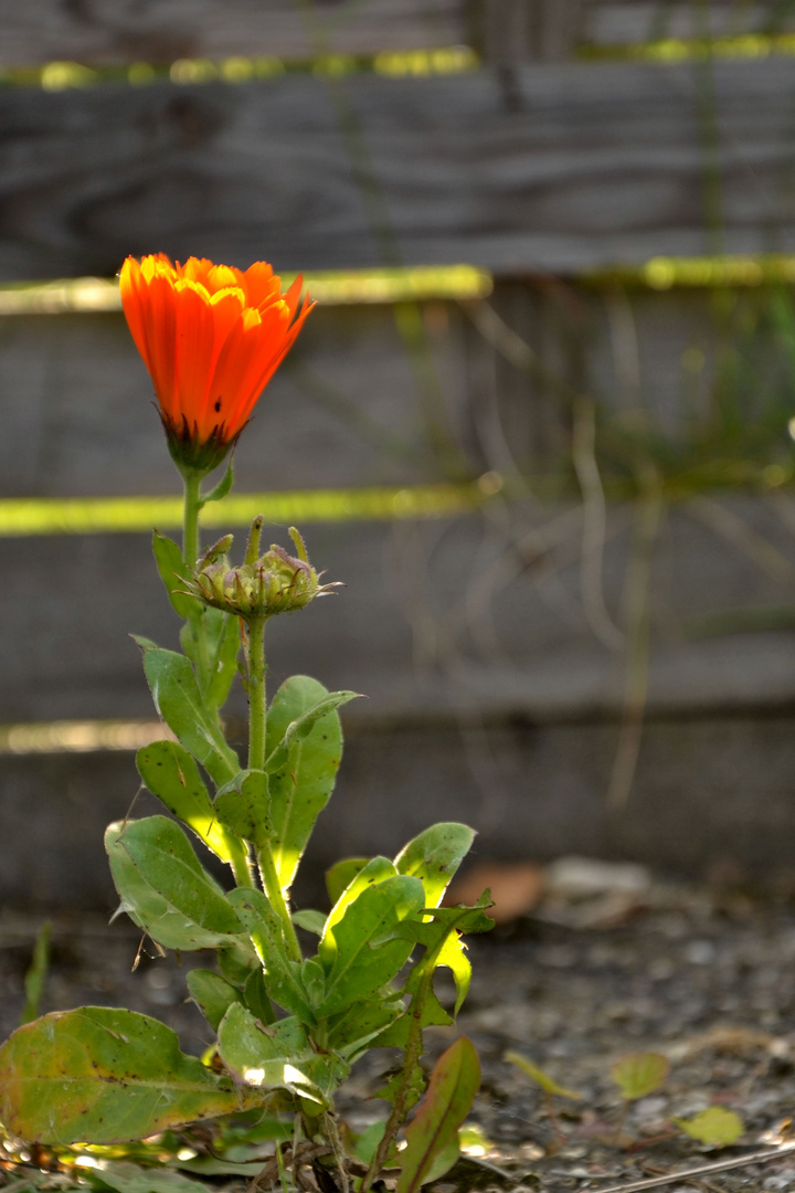 Rote Ringelblume