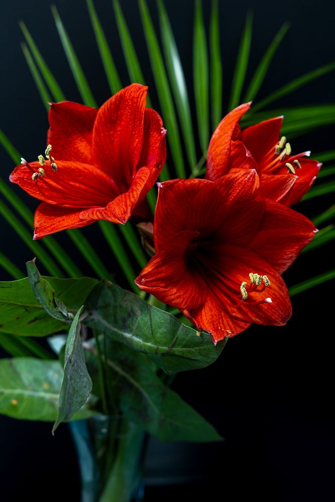 Rote Rittersternblüten