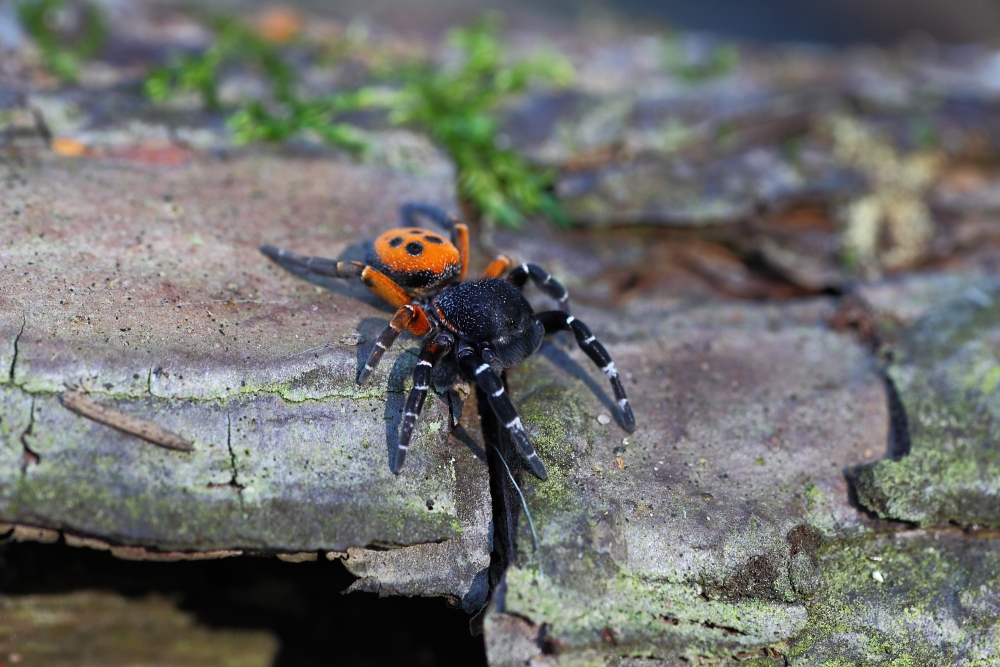 Rote Röhrenspinne 2 (Eresus niger)