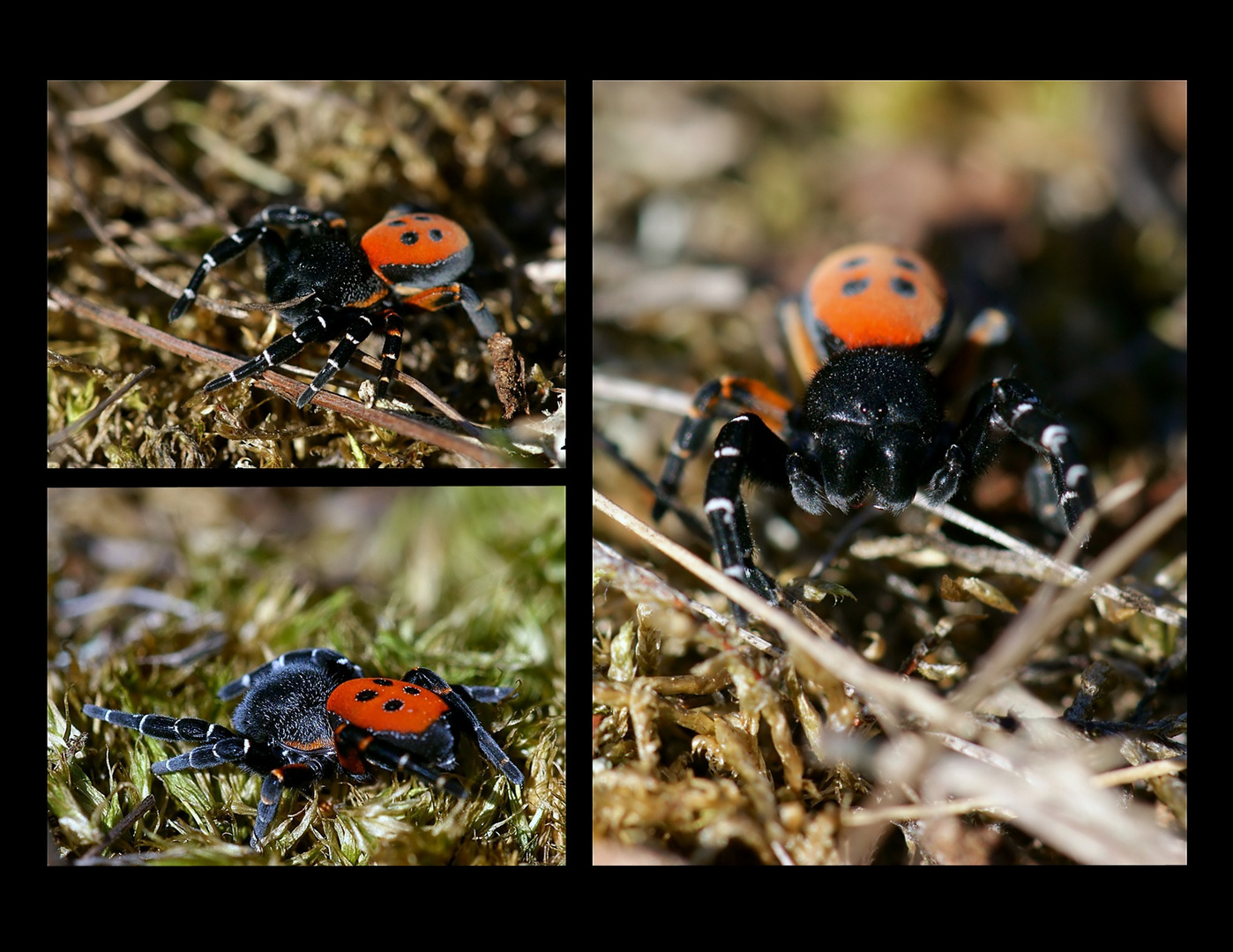 Rote Röhrenspinne