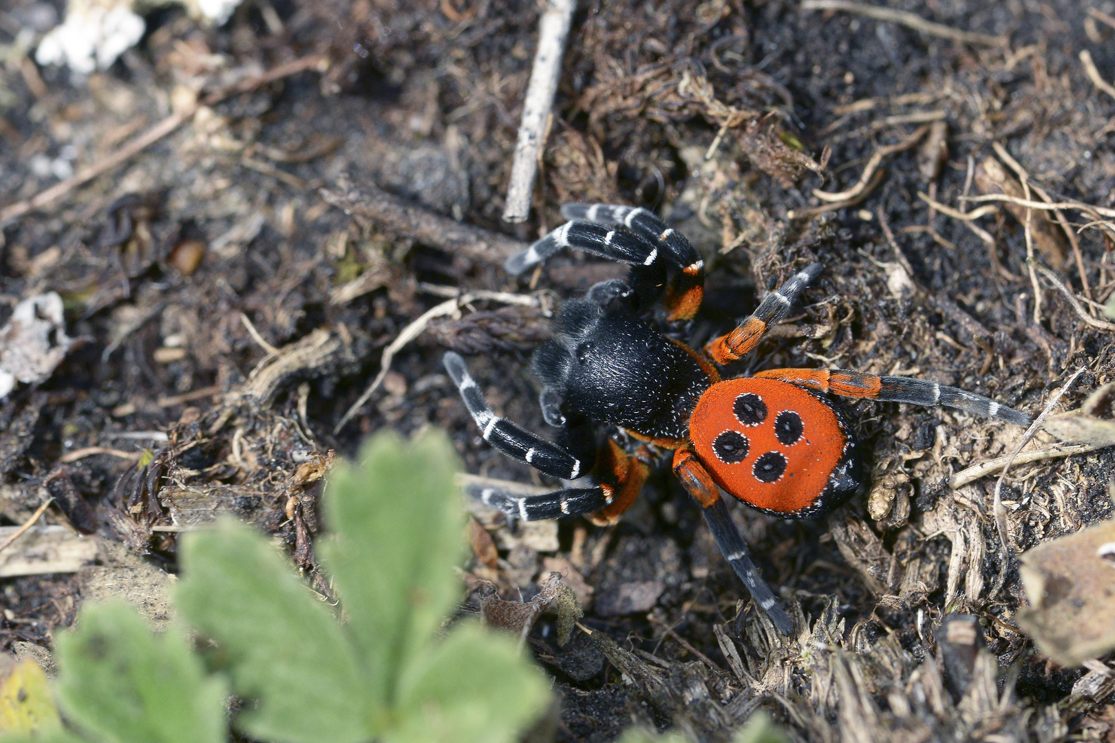 Rote Röhrenspinne