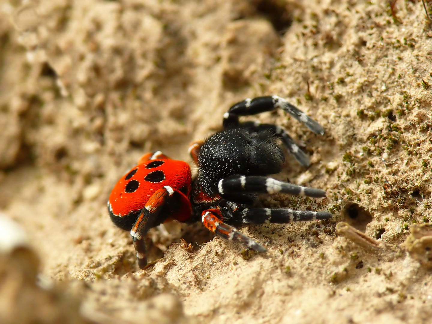 Rote Röhrenspinne Foto & Bild tiere, wildlife, spinnen Bilder auf
