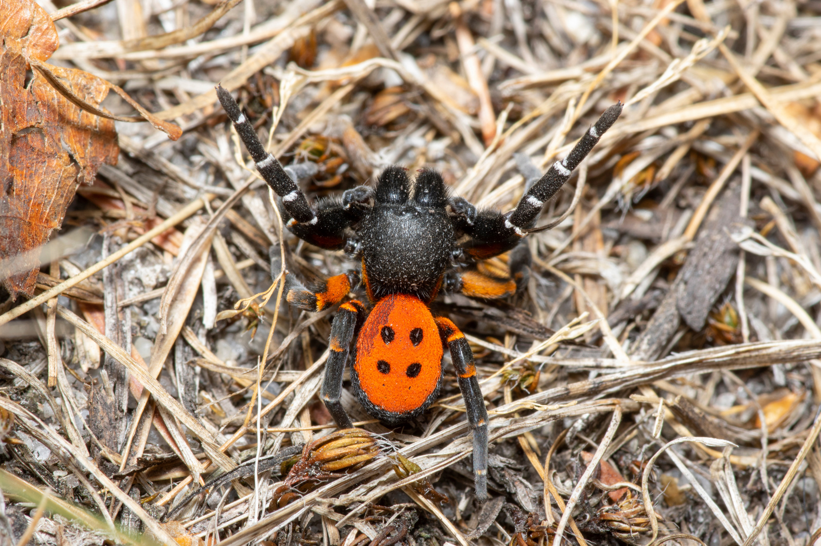 Rote Röhrenspinne