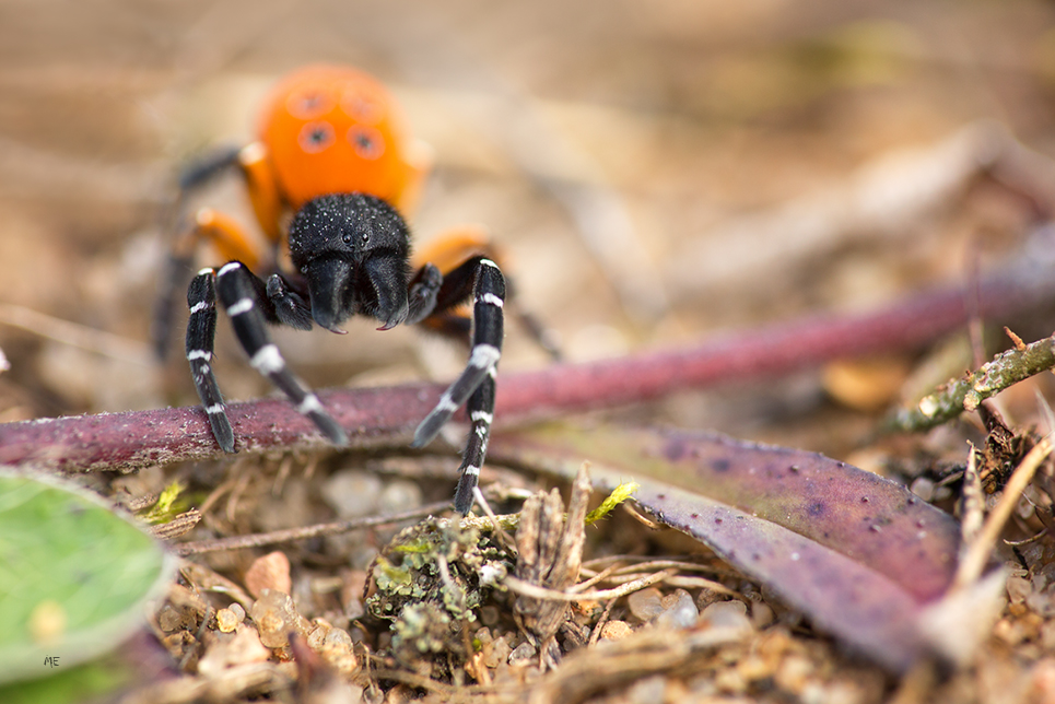 Rote Röhrenspinne